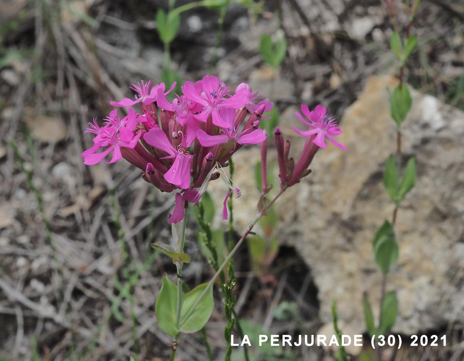 Catchfly, Sweet-William